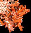 Bright Orange Crocoite Crystal Cluster - Tasmania #129099-4